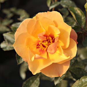 Oranžna - Vrtnice Floribunda
